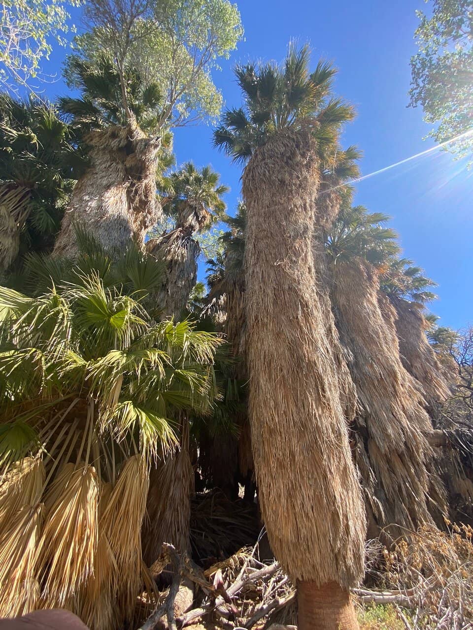 Palm Grove