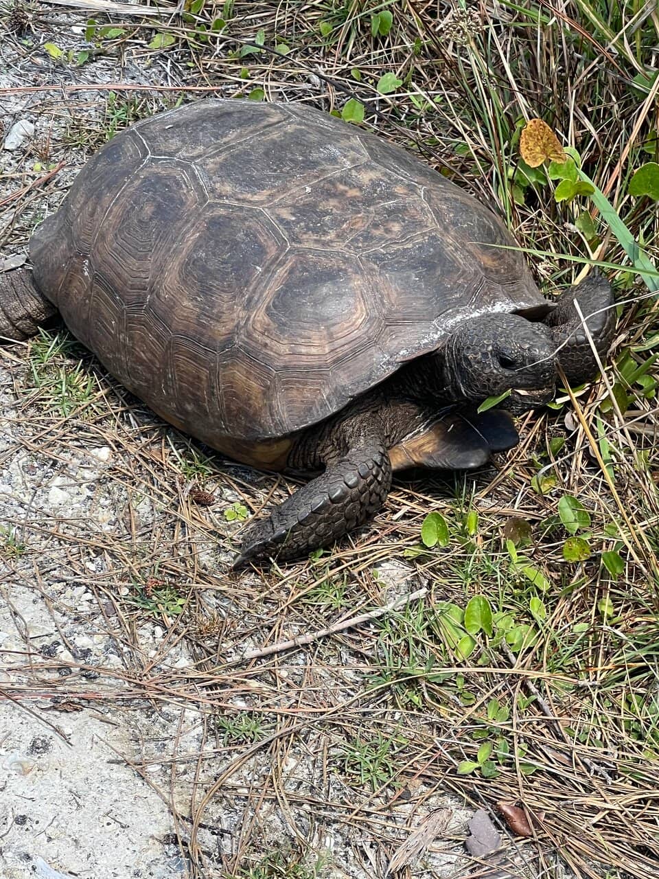 The Gordon River Bridge