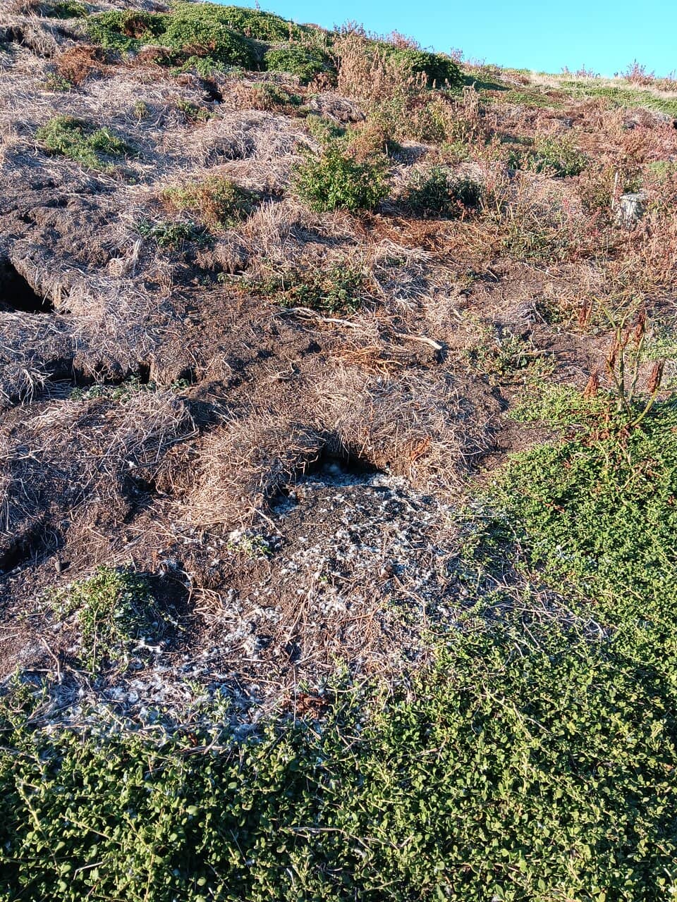 Natural Blowhole