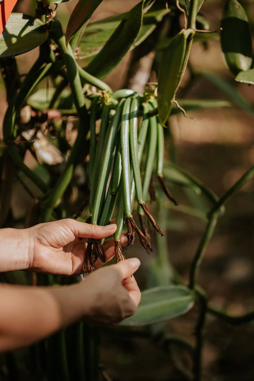 Homemade Vanilla Ice Cream