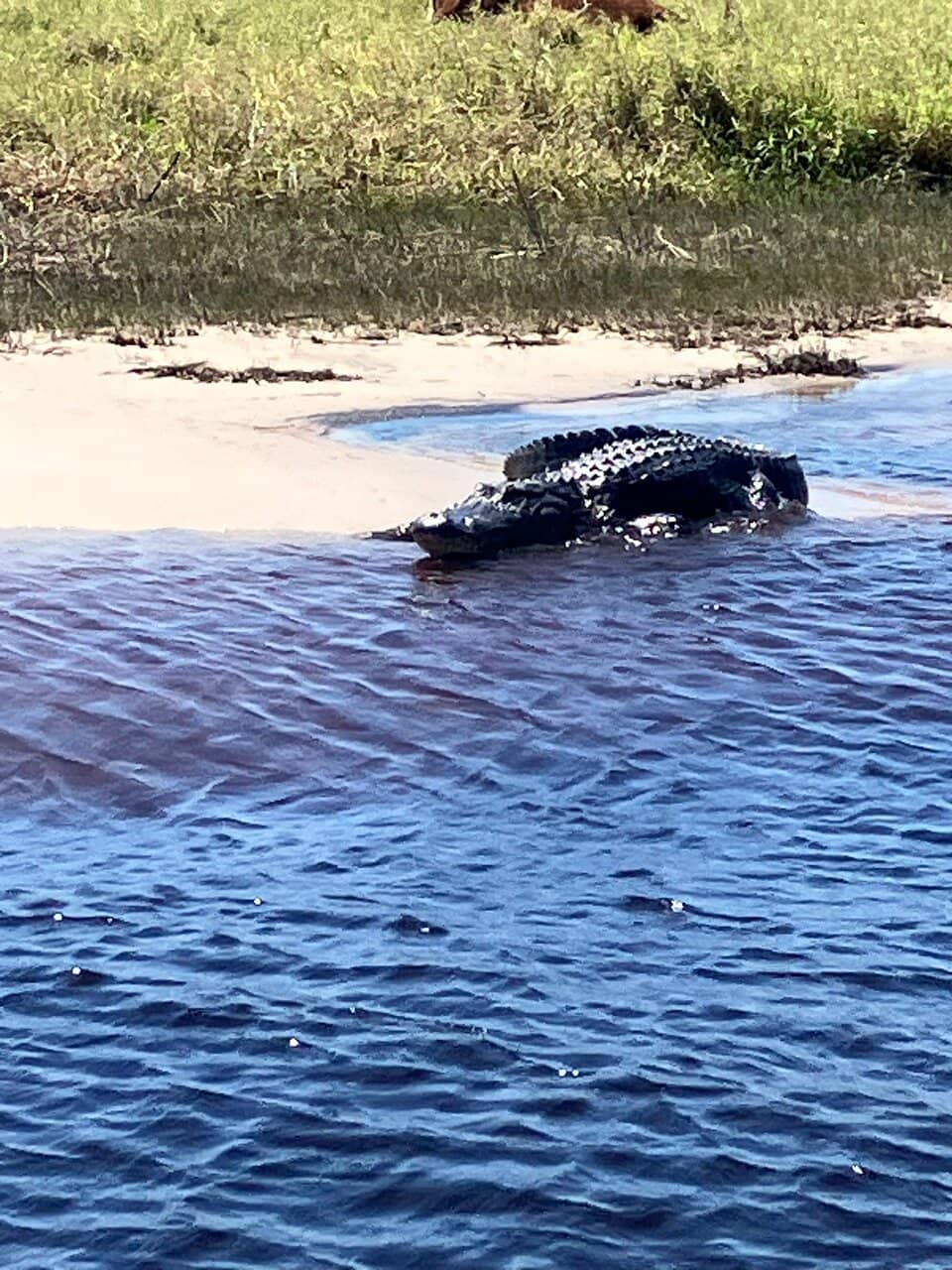 Southern Seafood Feast