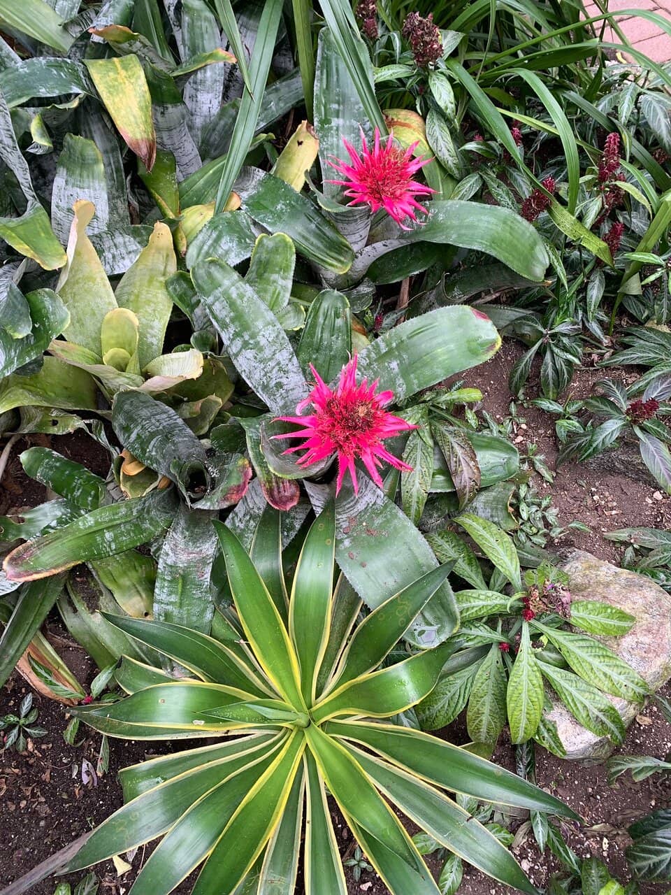 Tropical Greenhouse