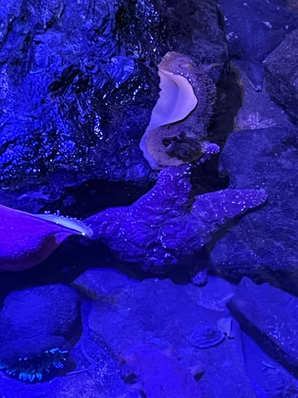 Whale Sound Interactive Screen