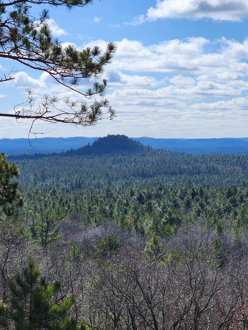 Tranquil Forest Trails