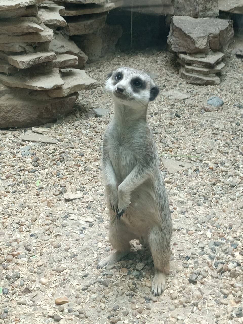 Diverse Animal Habitats