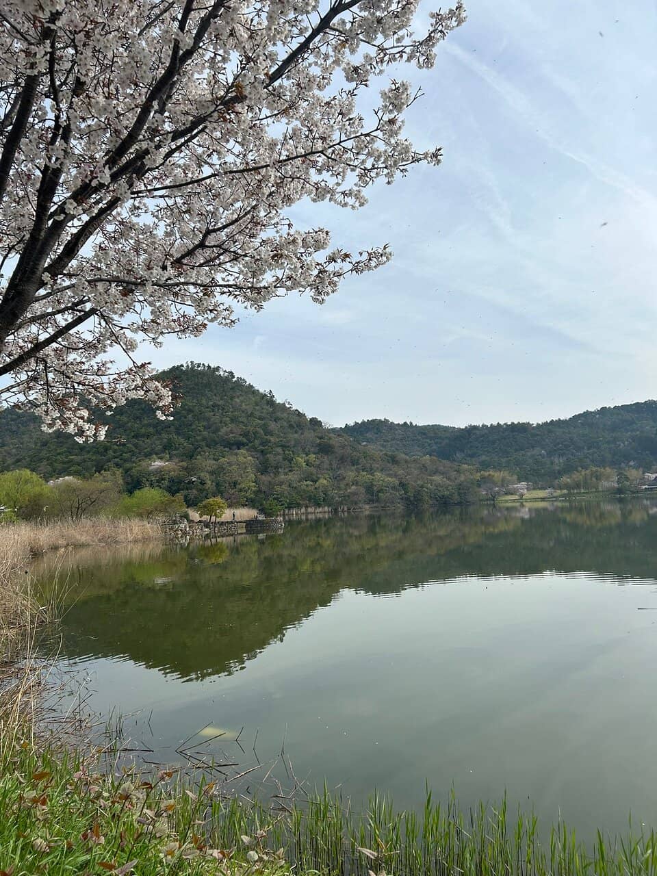 Spring Cherry Blossoms