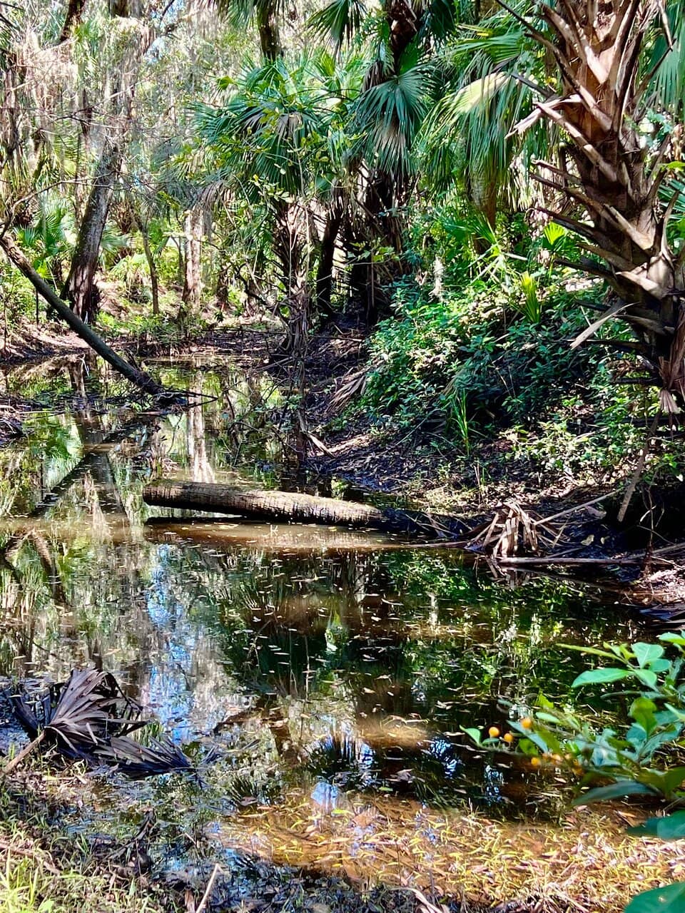 Secluded Woodland Path