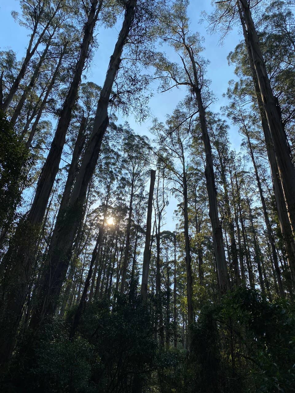 Lyrebird Spotting