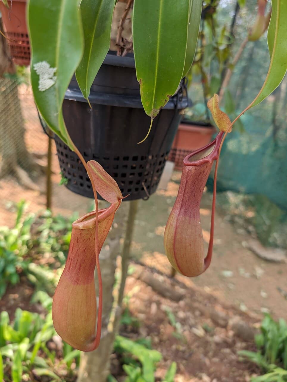 Botanical Gardens