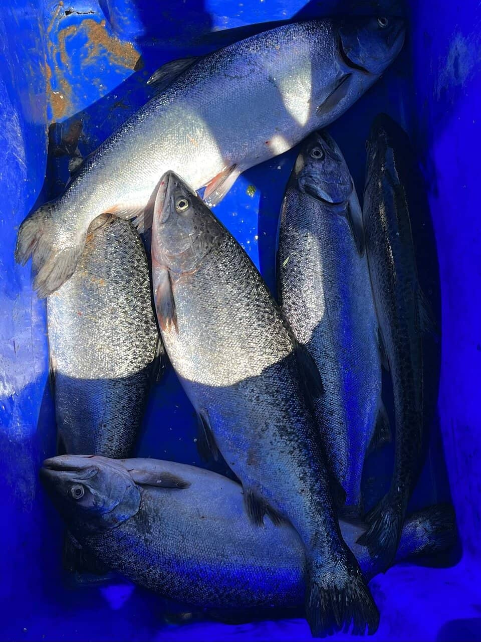 Eel Feeding