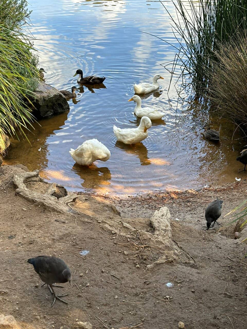 Forty Foot Falls Trail