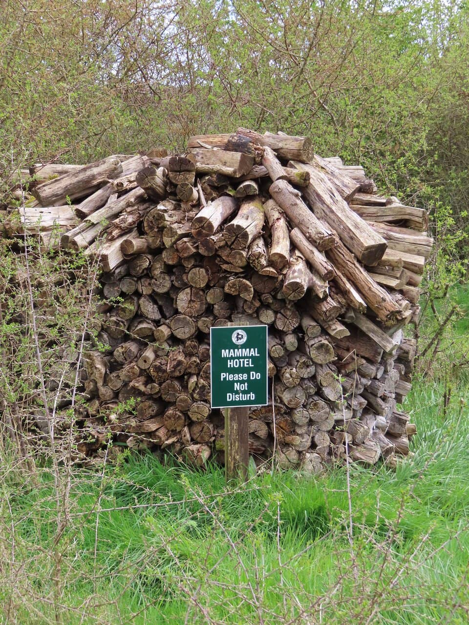 Water Rail Sightings