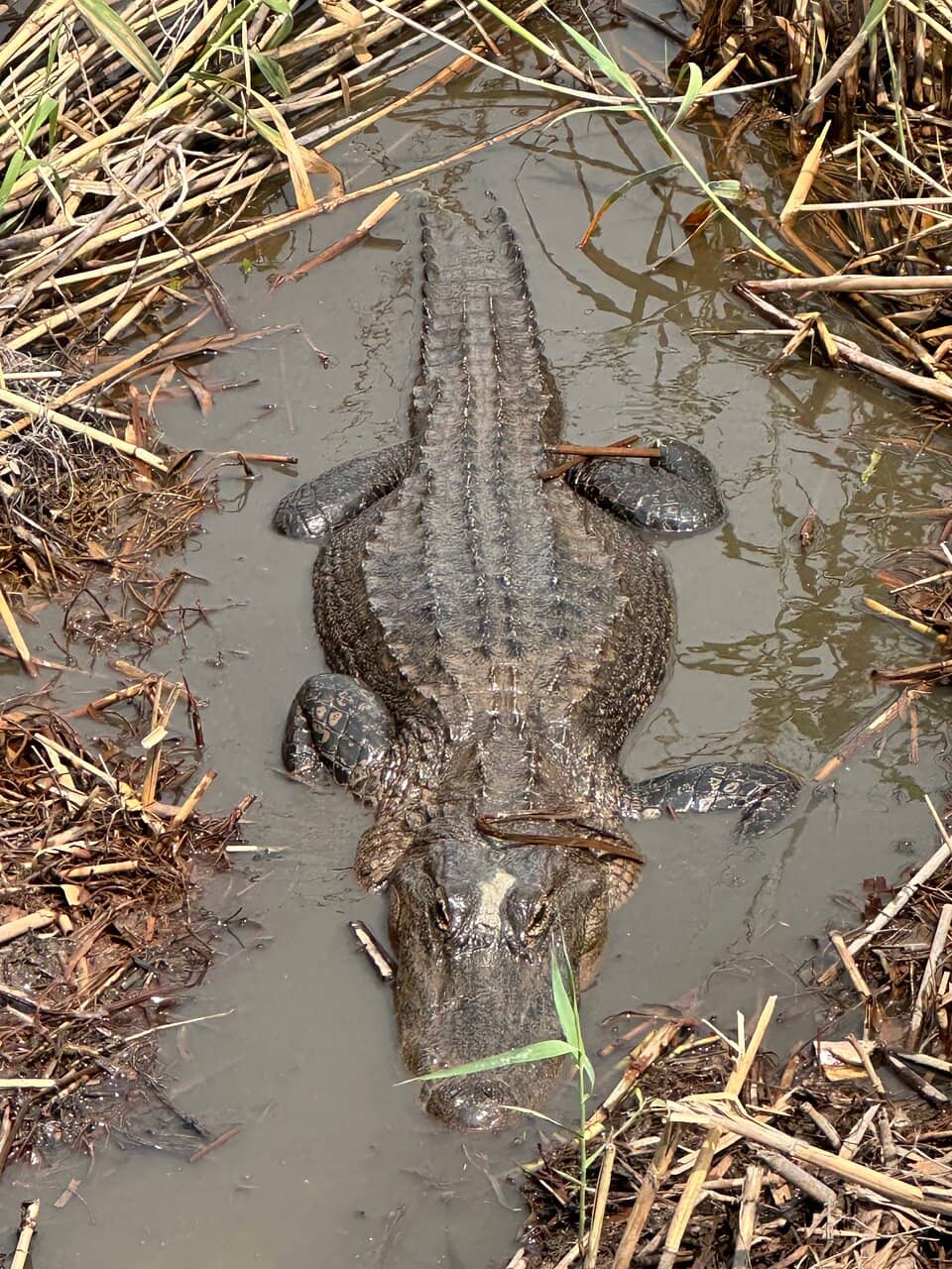 Dog-Friendly Hiking Trails