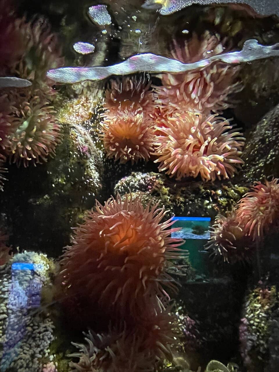 Øresund Aquarium