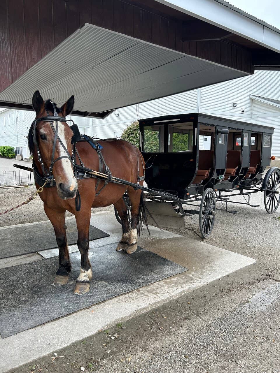 Amish Buggy Ride
