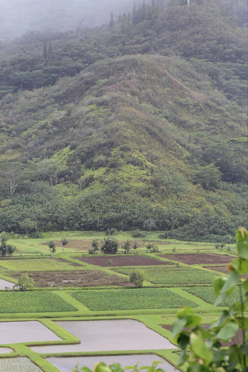Taro Fields
