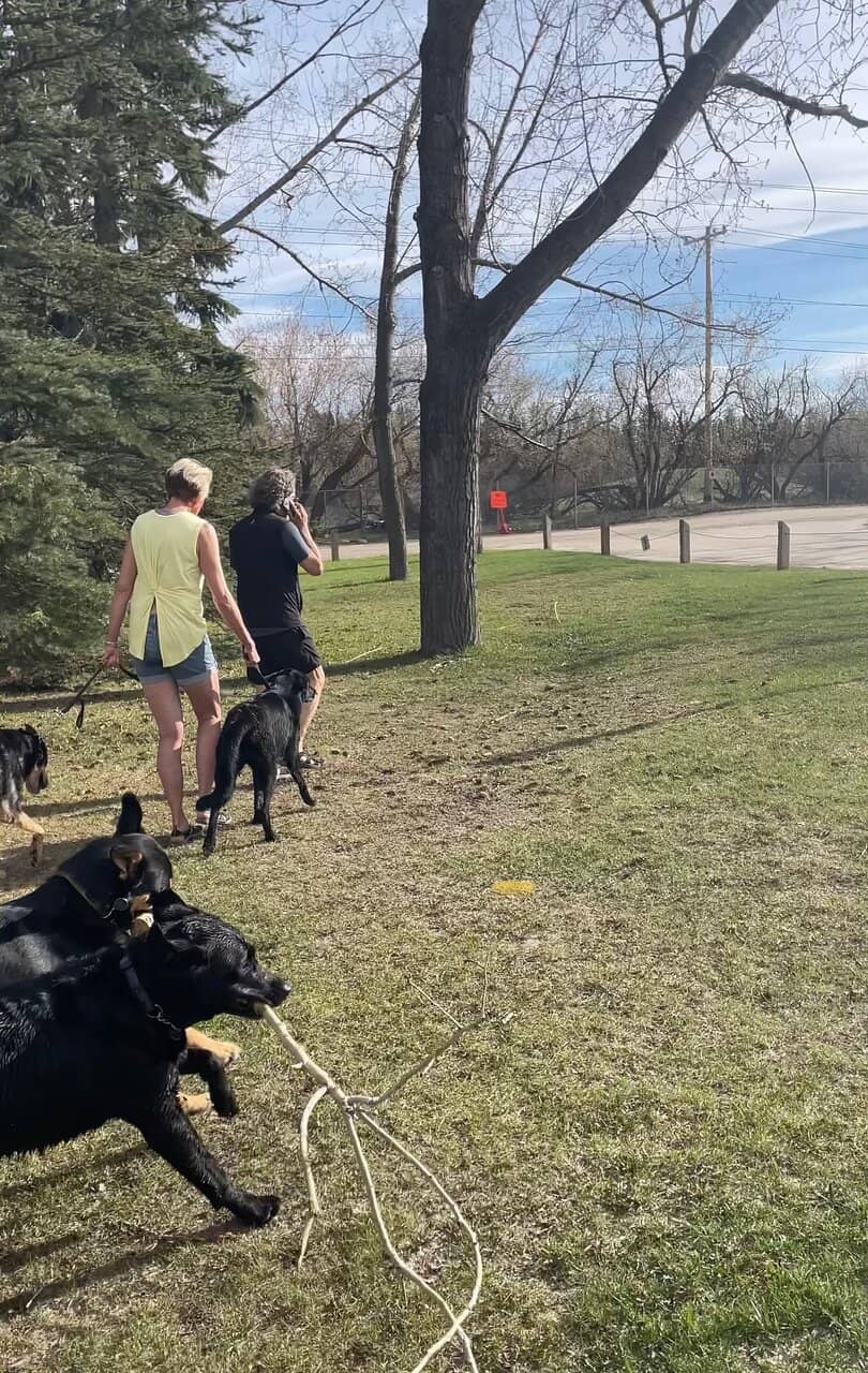 Dog-Friendly Green Space
