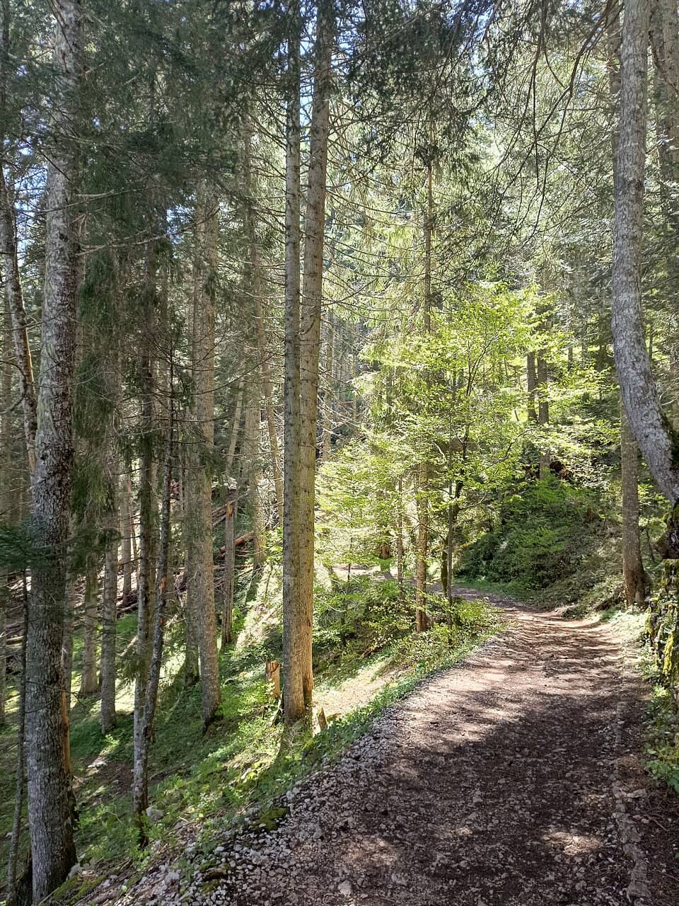 Wooden Boardwalk Path