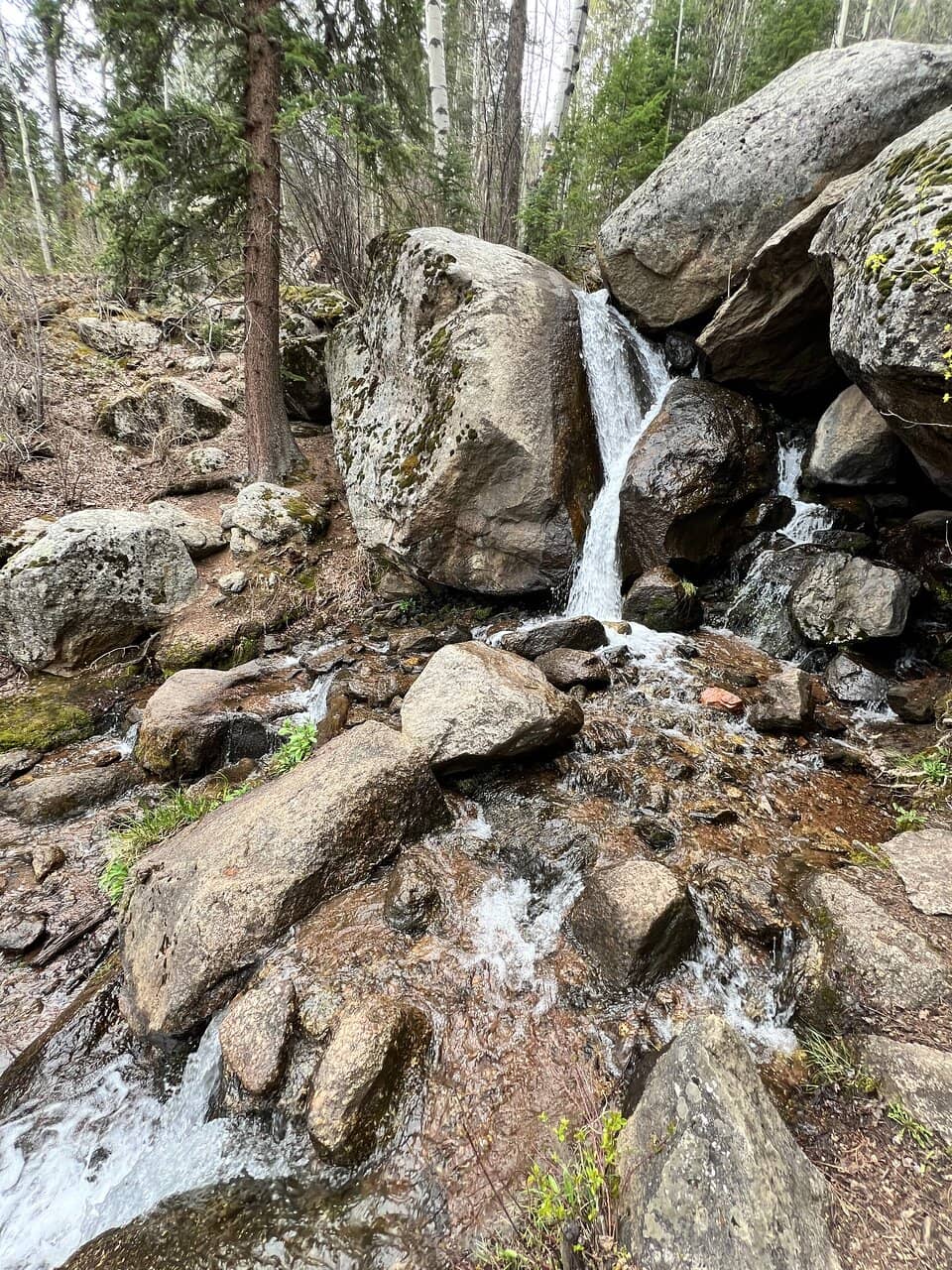 Lush Rainforest Trail