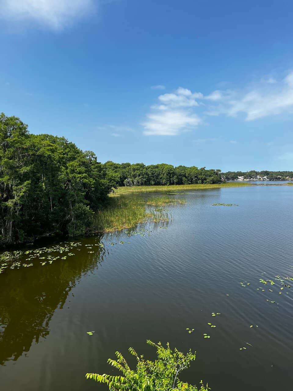 Lake Tarpon Boardwalks