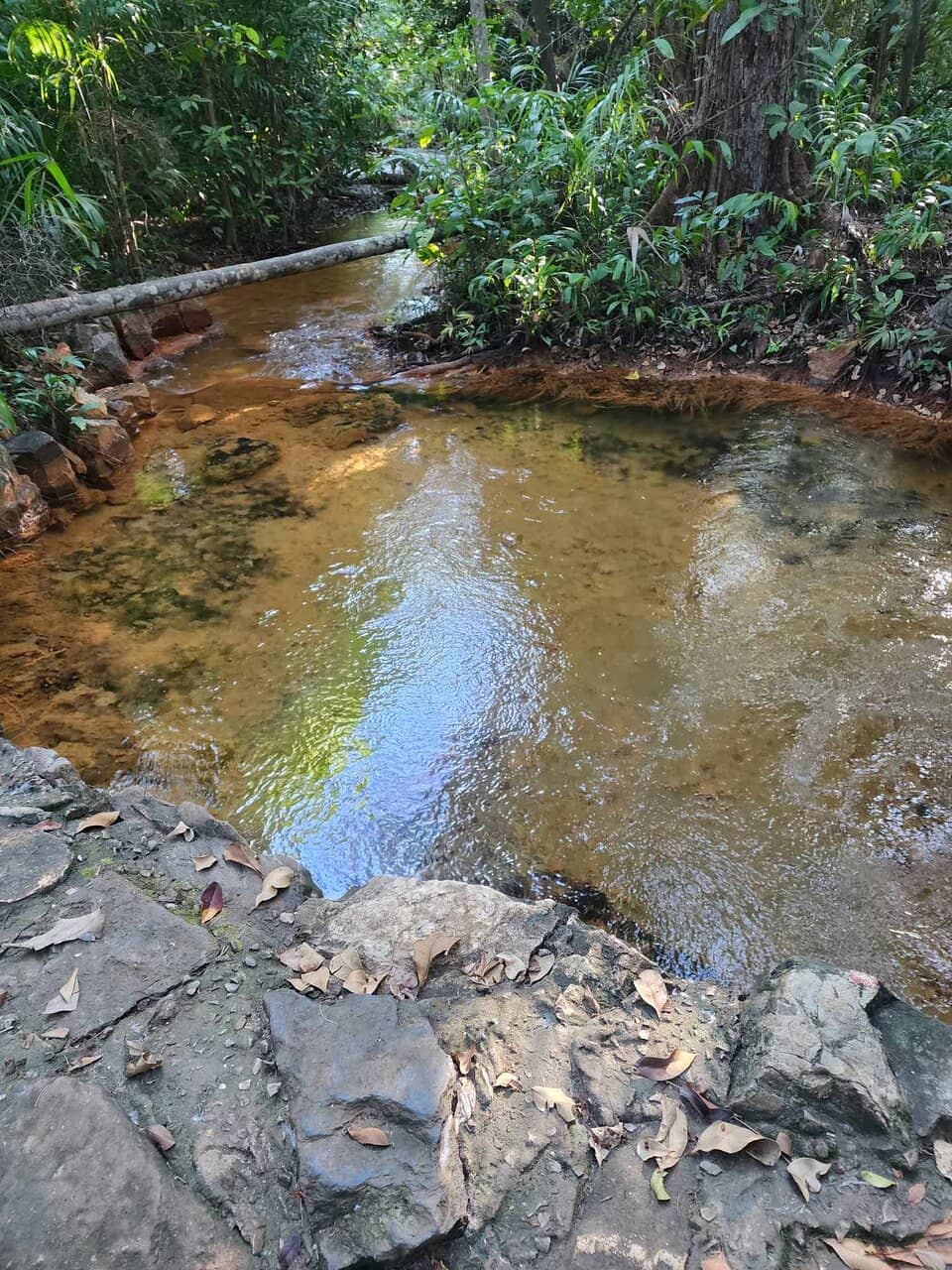 Fish & Turtle Feeding