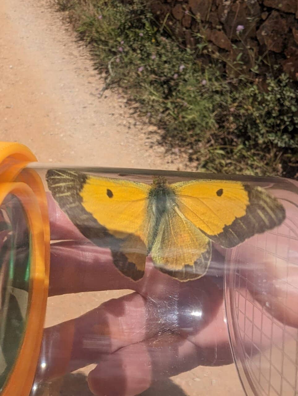 Butterfly Haven