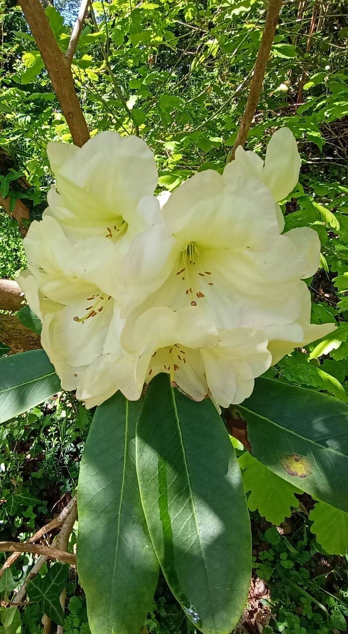 Ancient Woodland Trails