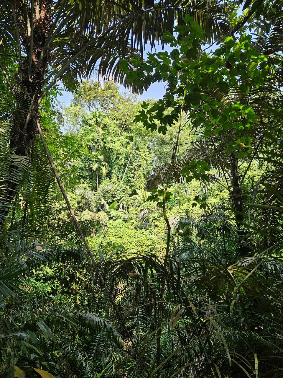Rainforest Trails
