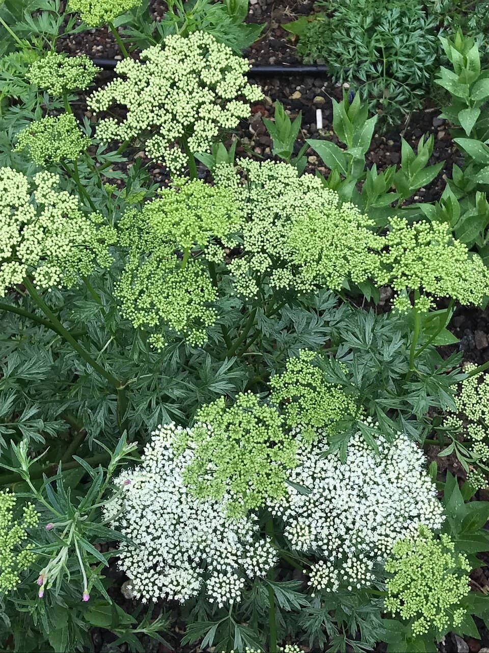 Oude Sterrewacht Leiden