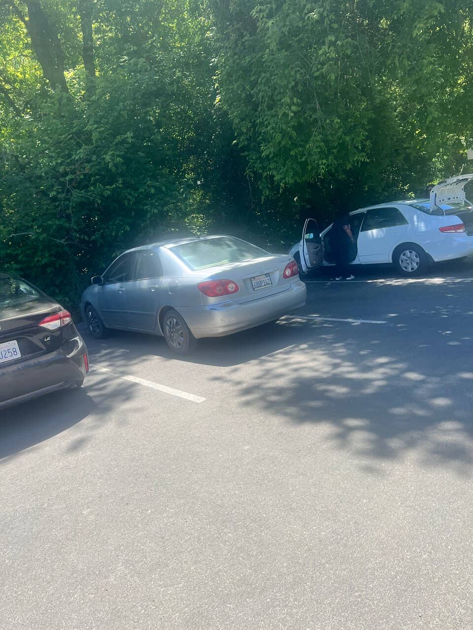 Redwood Forest Trails