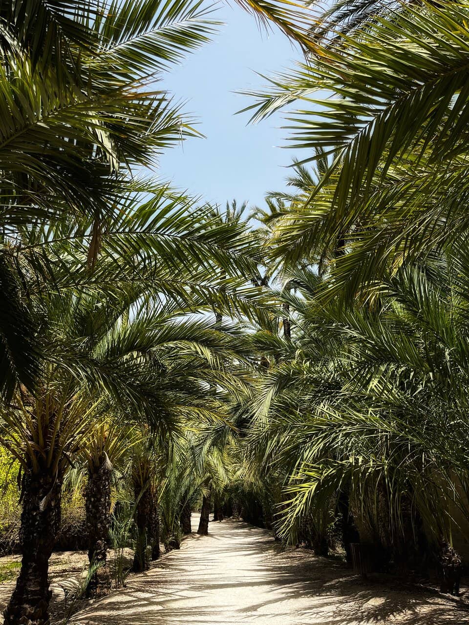 Palm Grove History Exhibits