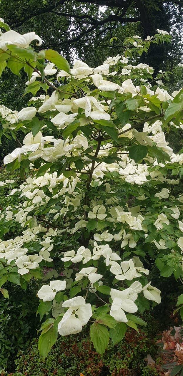 Woodland Setting