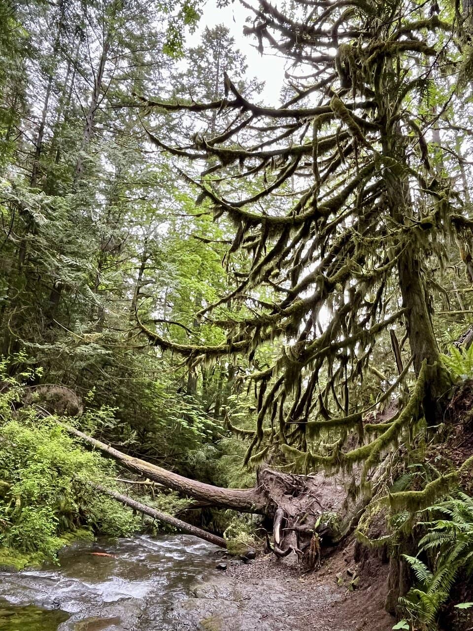 Lush Coastal Forest Trail