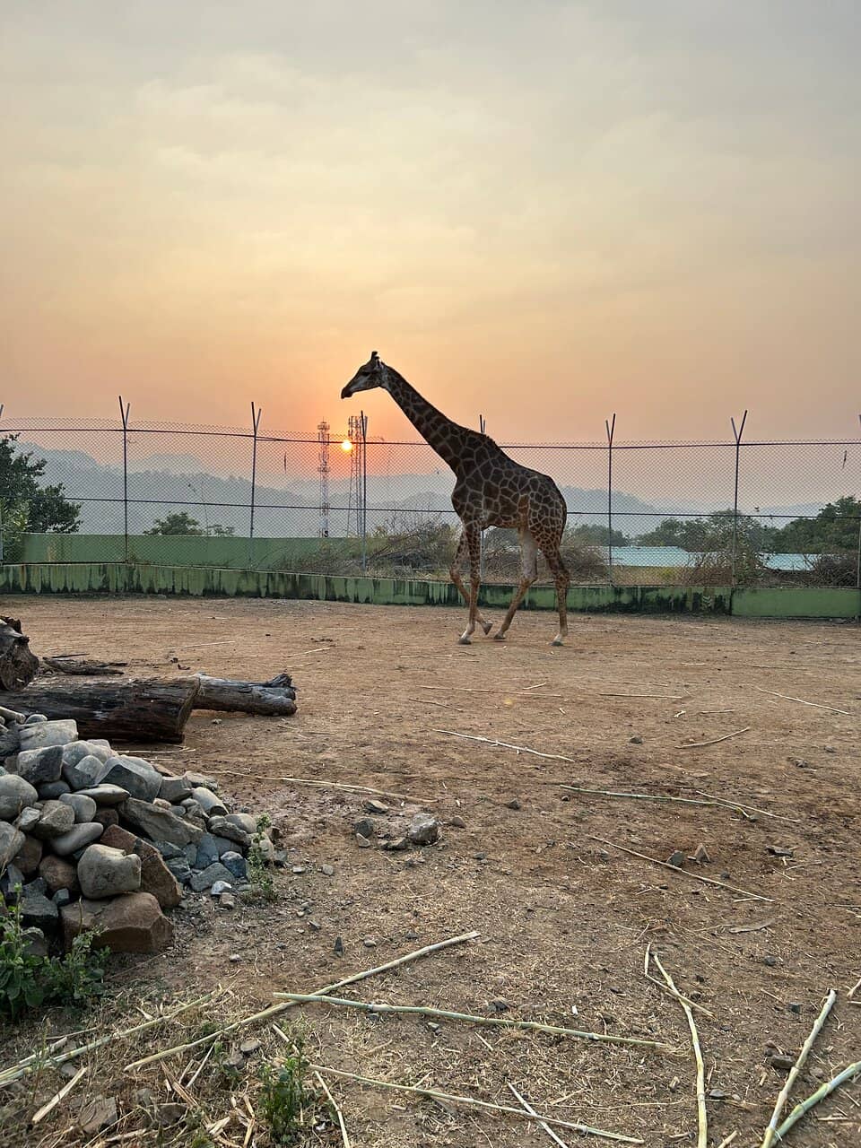 Giraffes & Zebras
