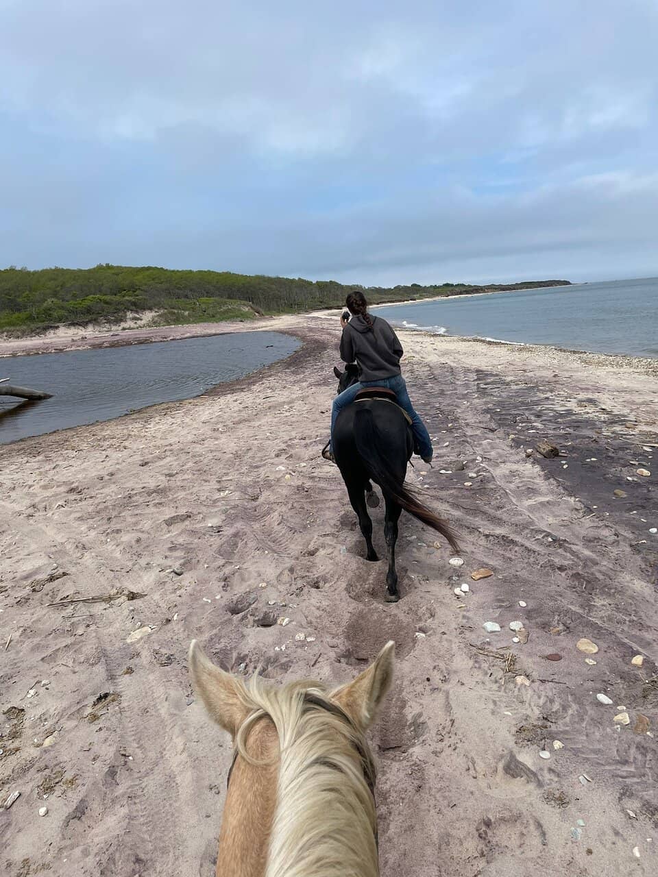 Well-Trained & Gentle Horses