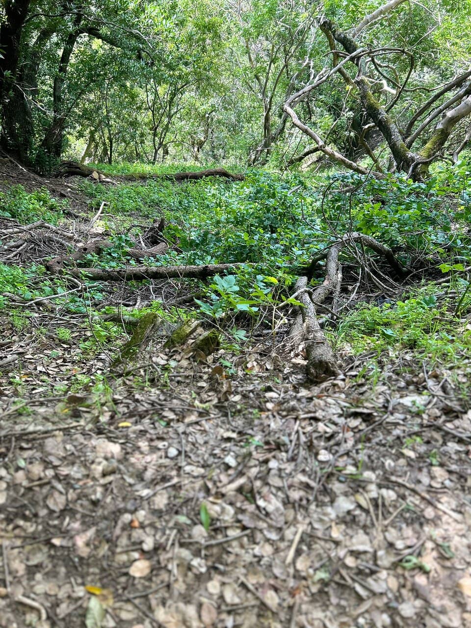 Wildlife Viewing