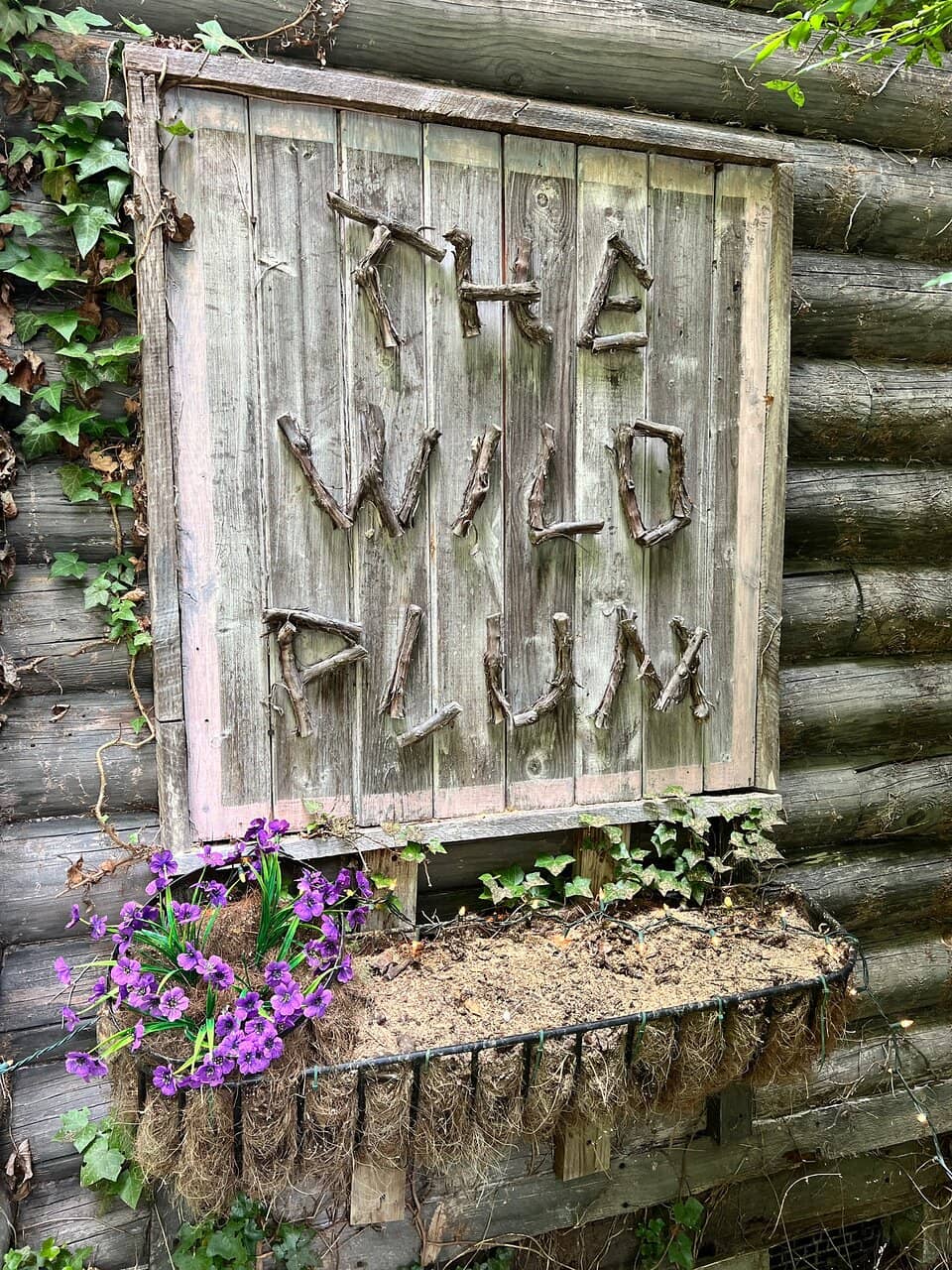 Homemade Wild Plum Muffins