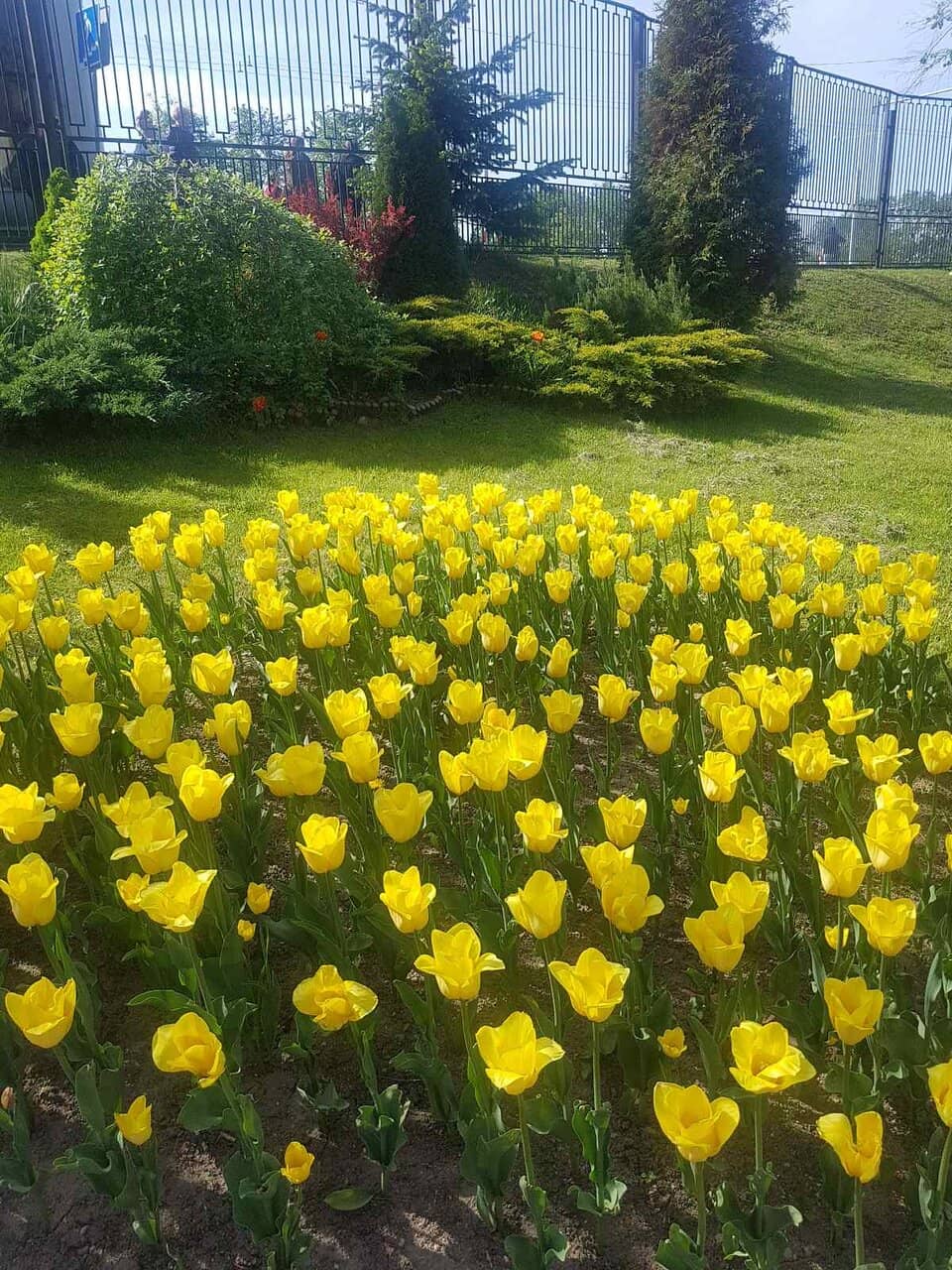 Diverse Animal Collection