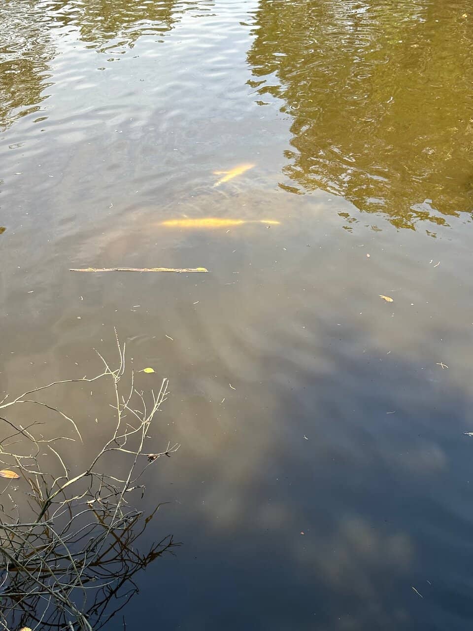 Wildlife Viewing