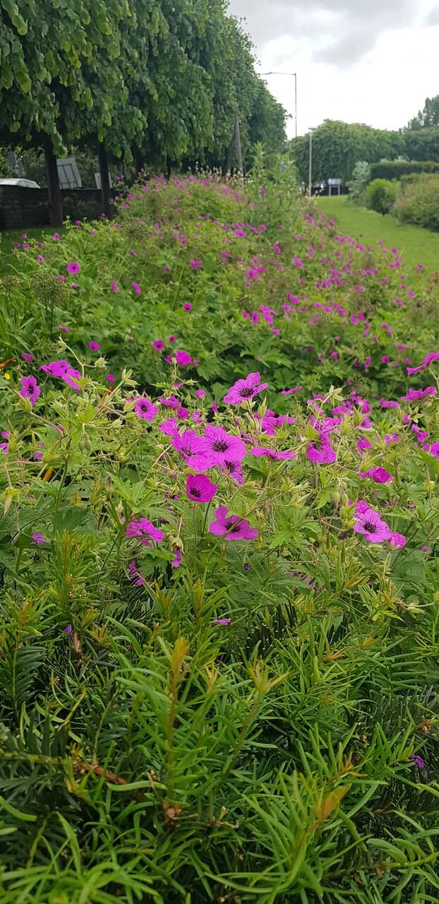 Shakespearean Flora