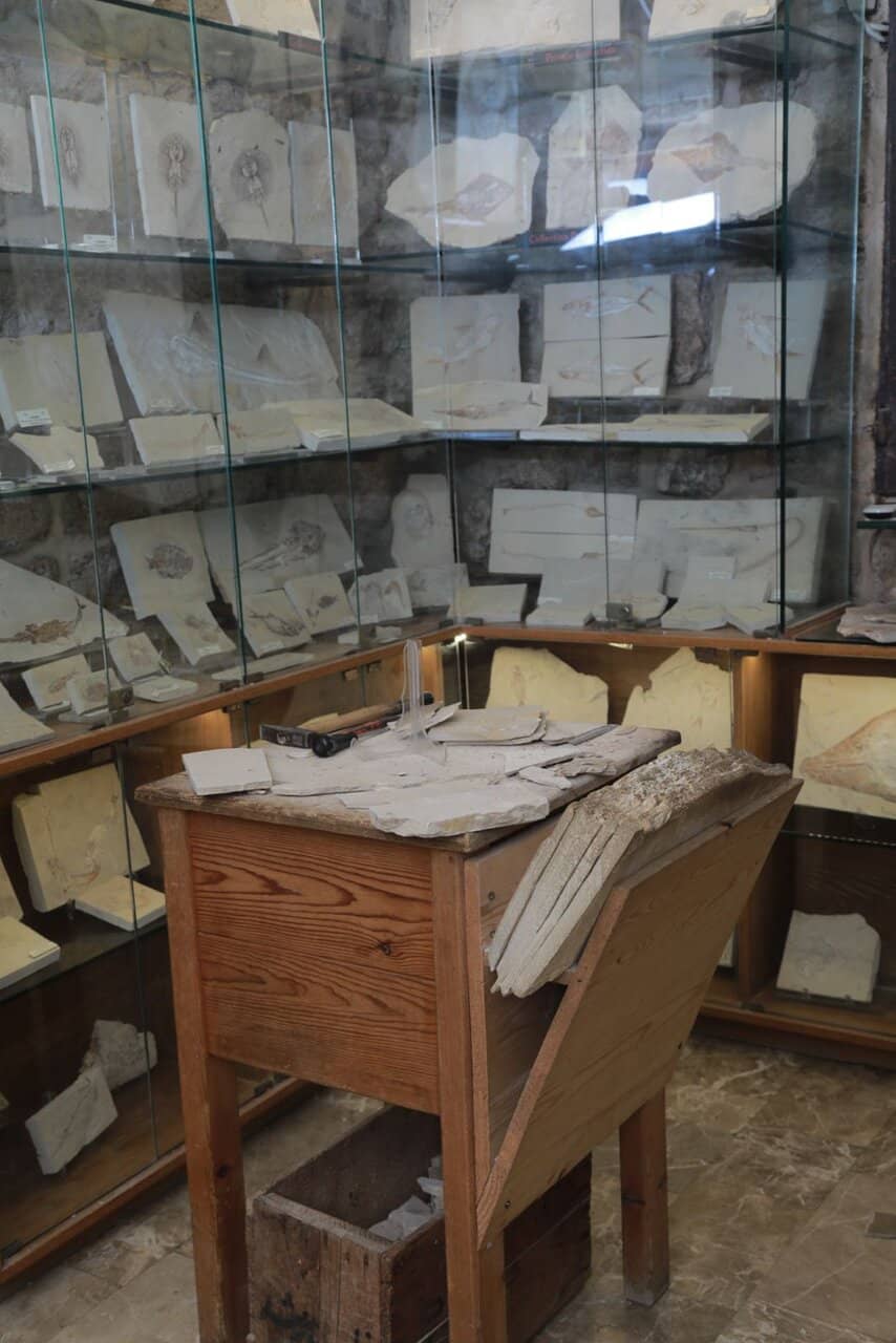 Live Fossil Excavation Demos