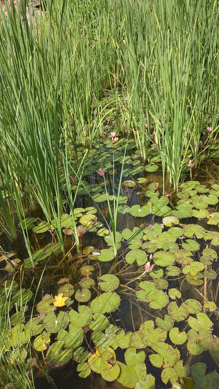 Ancient Village Site