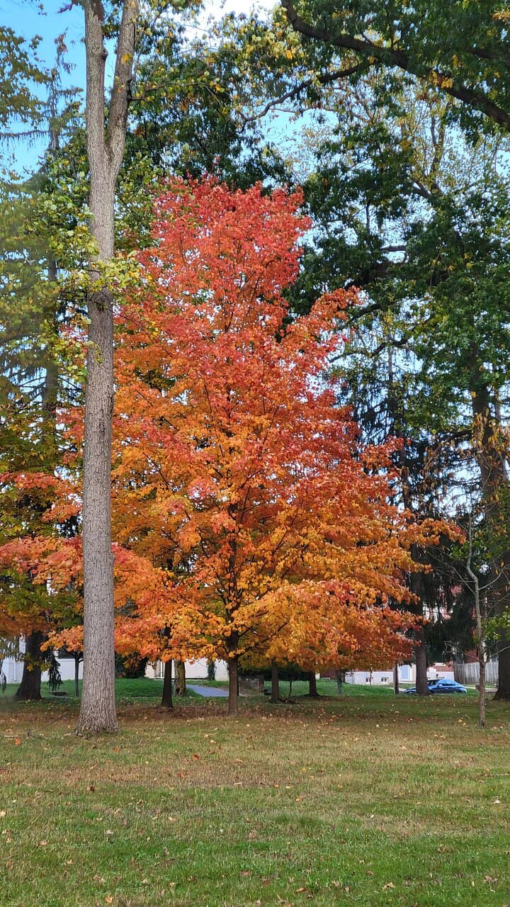Playground & Picnic Areas