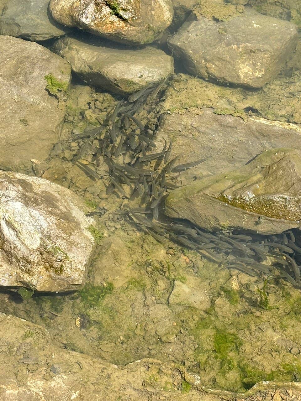 New Forest National Park
