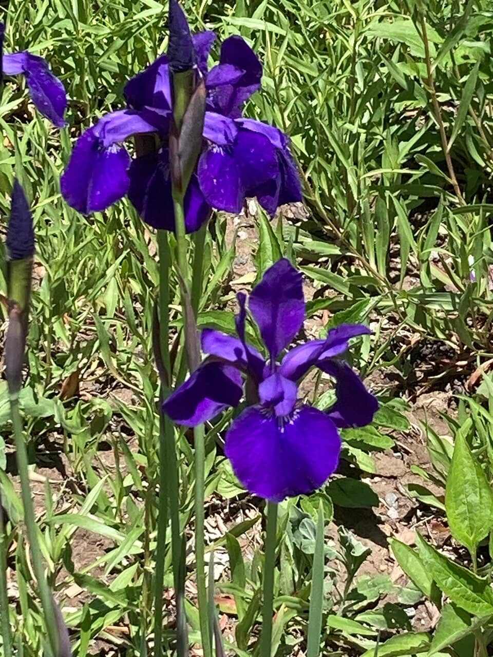 Sensory Garden