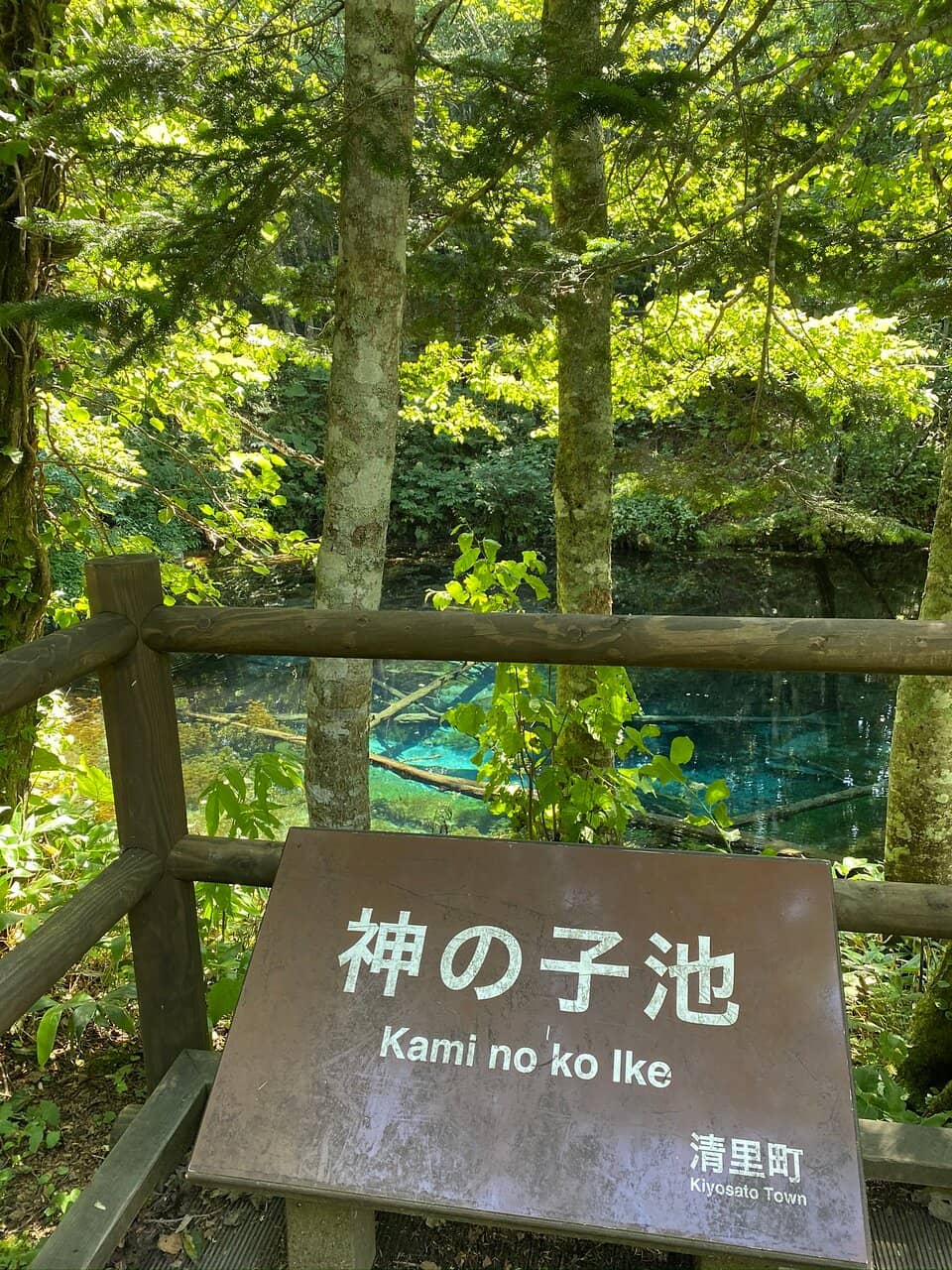 Preserved Fallen Trees