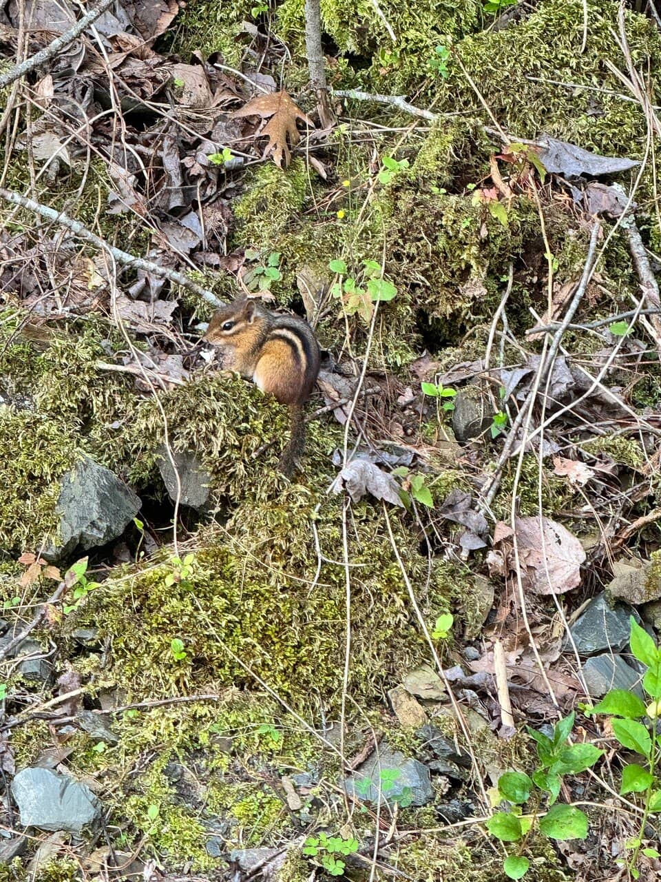 National Park Access