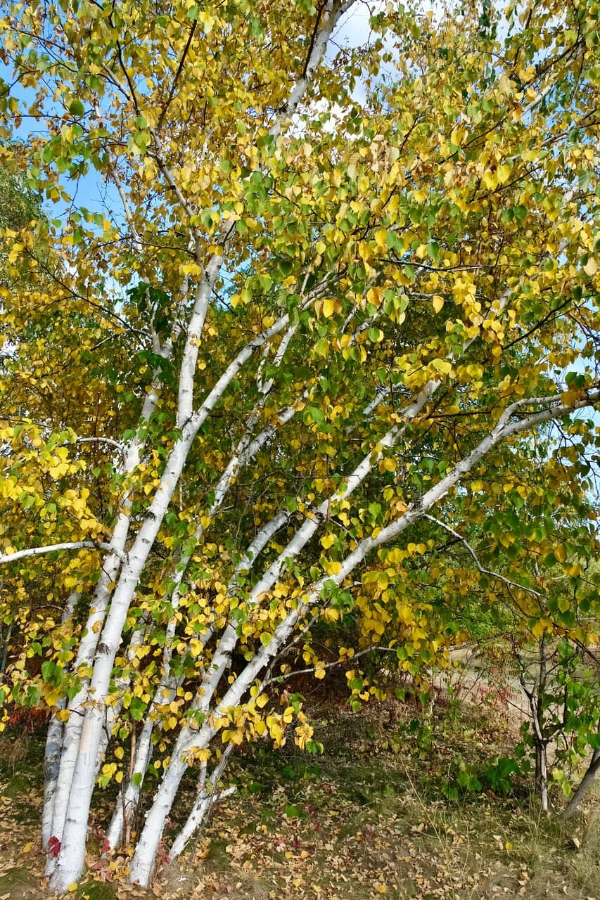 Allandale Station Park Trails