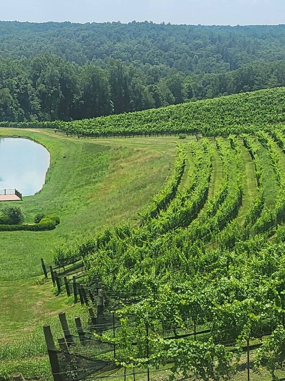 Vineyard Views