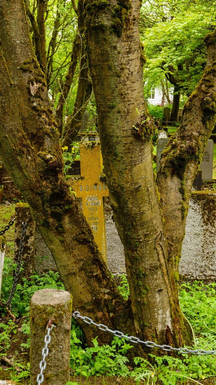 The Cemetery Cat